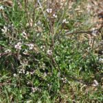 bittercress