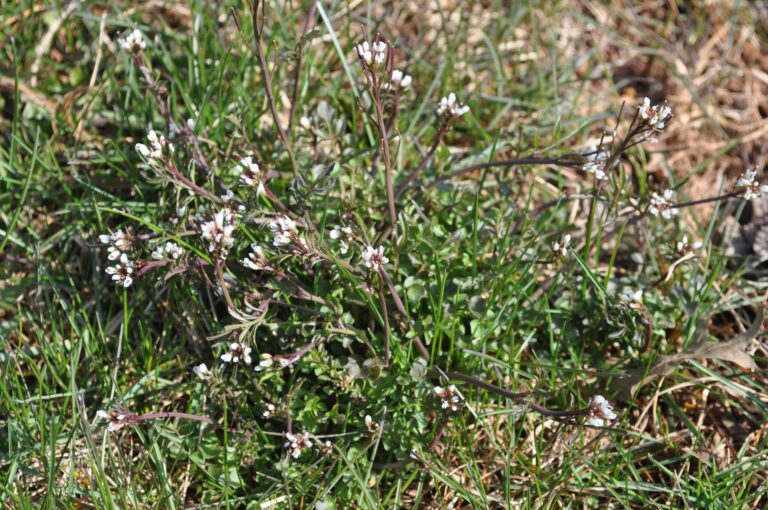 bittercress
