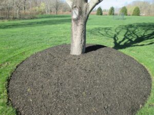 Tree with too much mulch around it