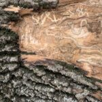 tree damage