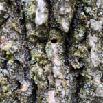 dead ash tree