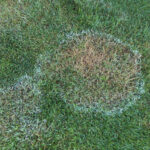 brown patch on lawn