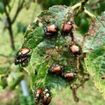 Japanese beetles