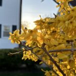 yellow flowers