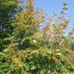 Japanese beetle damaged tree