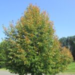 Japanese beetle damaged tree