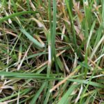 lawn with dollar spot disease