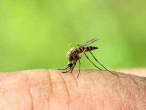 Picture of a mosquito biting a human hand