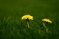 picture of dandelions growing in a green lawn