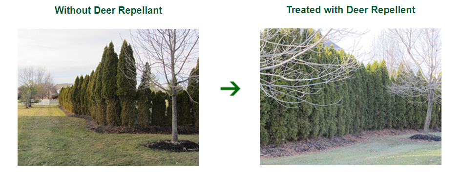 with and without pics of deer treated shrubs