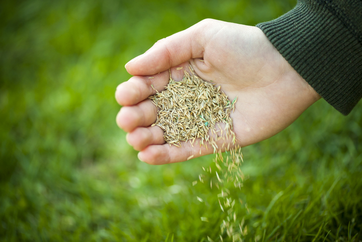 Picture of a human hand holding quality grass seed 