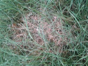 Picture of an area of grass with red thread disease.