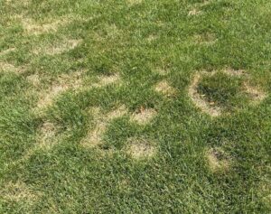 Picture of a lawn with summer patch disease causing yellow spots.