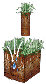 Picture of a core aeration plug and soil absorbing water