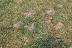 Picture of dollar spot disease in lawn.