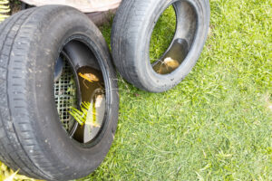 Picture of a tire filled with water (mosquito habitat)