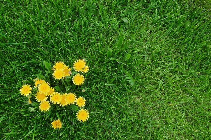 Picture of weeds in lawn