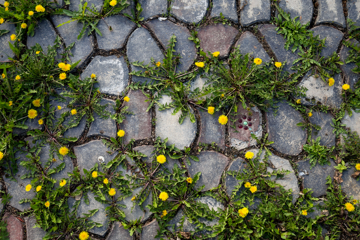 Picture of weeds on pavers