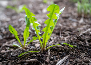 Picture of a weed in mulch