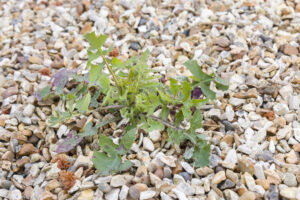 weeds in stone