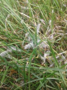 Picture of brown patch disease in lawn.