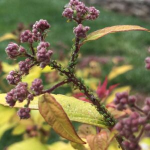 Picture of aphids on a landscape plant 