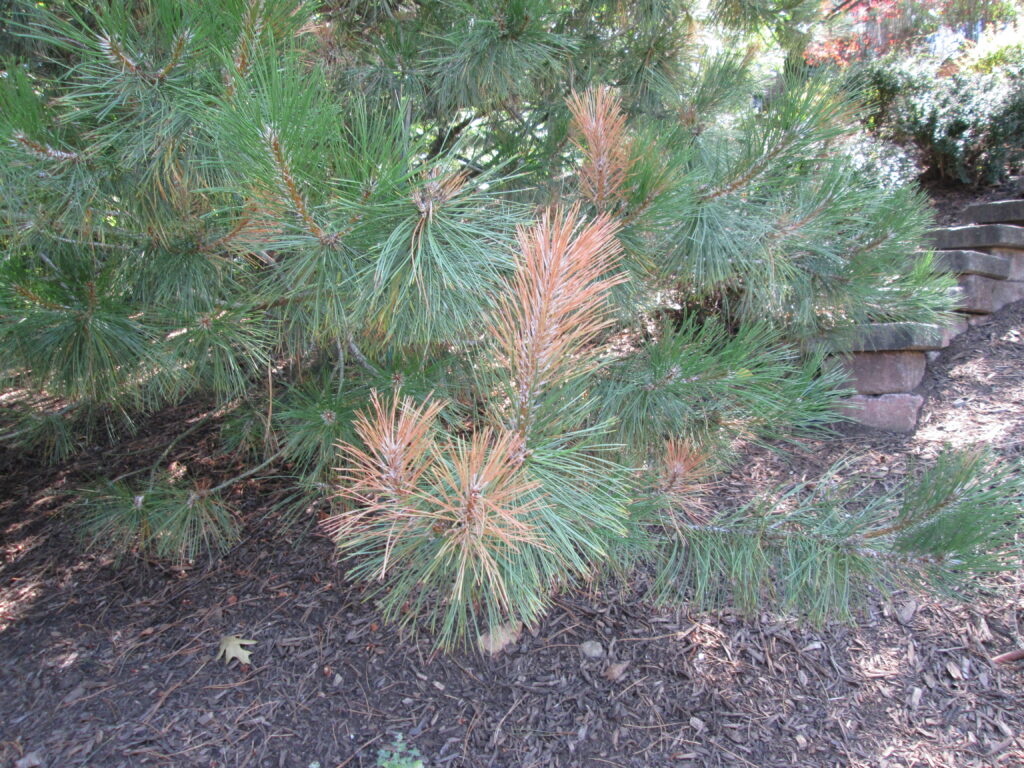 Picture of a conifer tree with the disease diplodia causing browning.