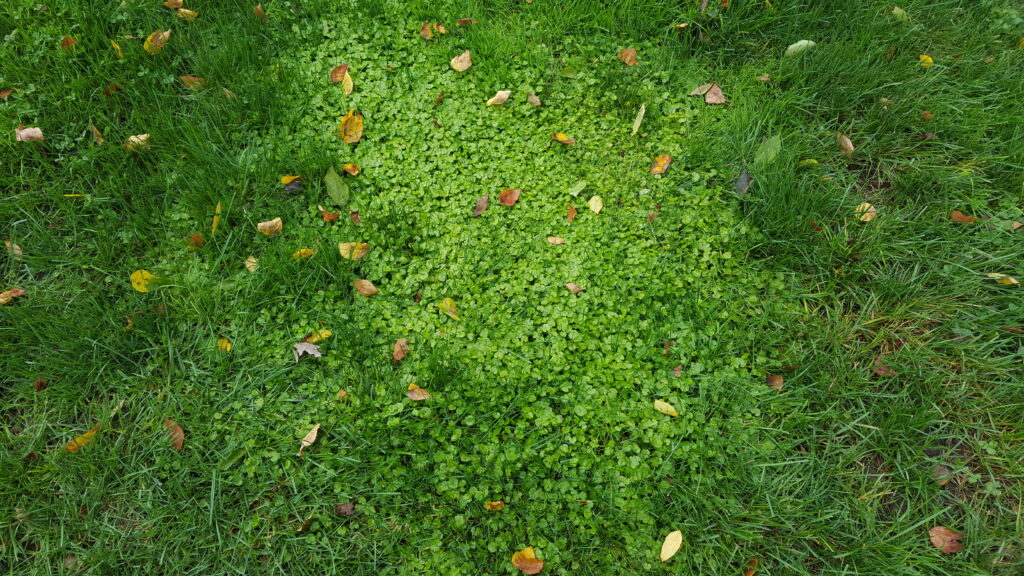 Green lawn before controlling ground ivy.