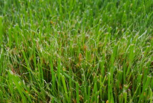 Frayed grass blades after mowing.