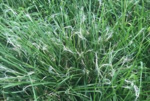 Frayed grass blades after mowing.