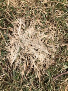 This shows snow mold disease up close in a yard
