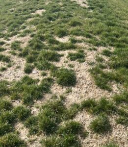 This is a picture of snow mold in a lawn after the winter.