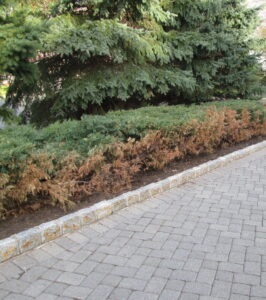 This is a picture of ice burn on landscape material on the edge of a driveway