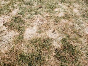 This show snow mold disease in a yard.