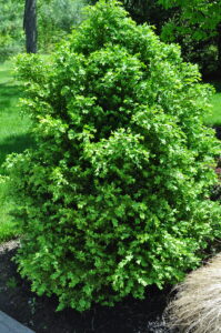 A boxwood plant in a mulch bed.