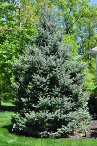 Colorado Blue Spruce tree in landscape.