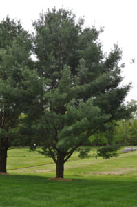 Pine tree in yard.