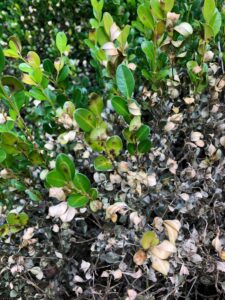 Picture shows when the blight continues to spread through the plant.