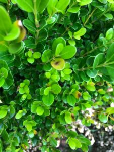 The beginning of what boxwood blight looks like on a few leaves of the plant