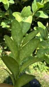 The picture shows the underside of boxwood leaves with leafminer in them