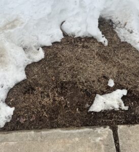 Damaged edges of grass from shoveling.