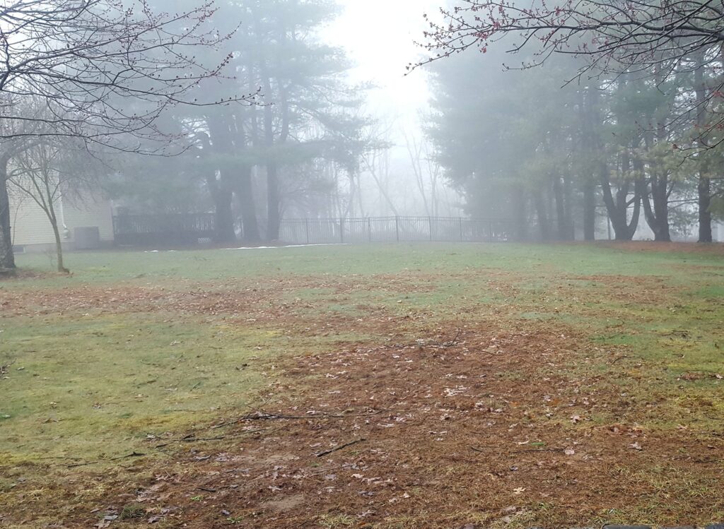 Big areas of brown patches in a lawn after the snow has melted.