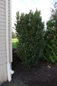 A laurel plant in a mulch bed next to a house.