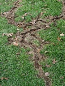 This shows vole trails in grass.