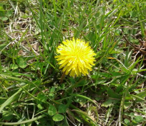 A close up of a single dandelion.