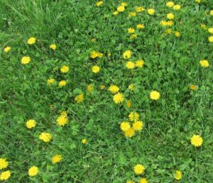 A picture of many dandelions in grass.