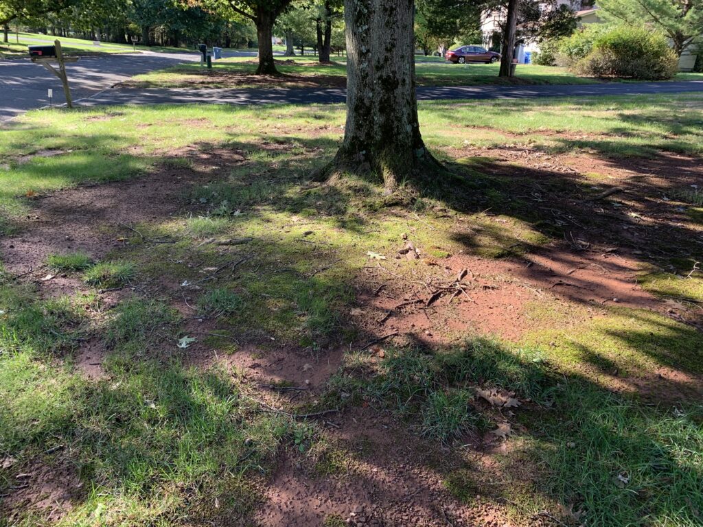 Picture shows area of large amounts of shade with moss.