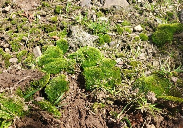 Close up of moss.