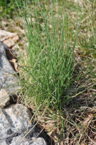Wild onion weed along curb strip.