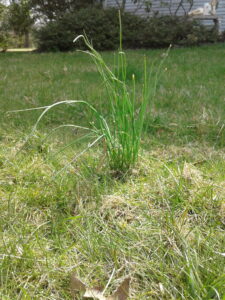 Wild onion weed in the lawn.